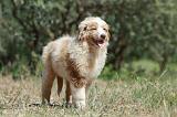 BERGER AUSTRALIEN PUPPIES 267